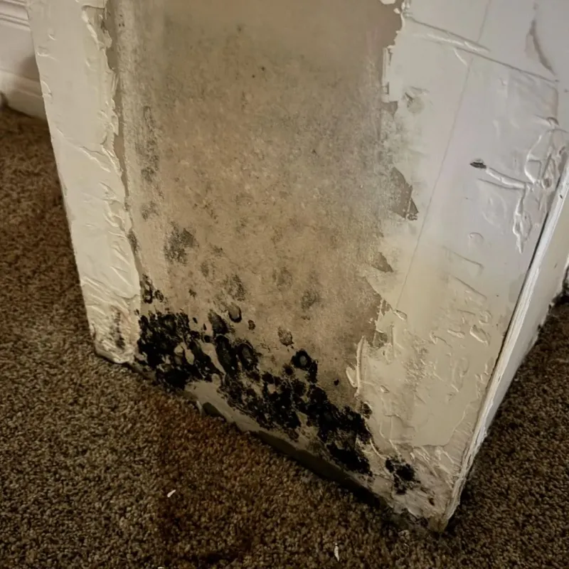 Professional Mold Removal in Kildeer, IL
